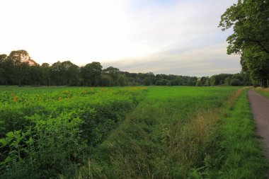 Ayçiçeği bitkiler ile yeşil alan muhteşem manzarası. Güzel yeşil arka planlar. İsveç, Europe.