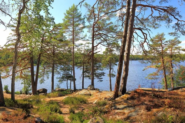 Herrliche Aussicht Auf Den See Durch Hohe Bäume Schöne Naturhintergründe — Stockfoto