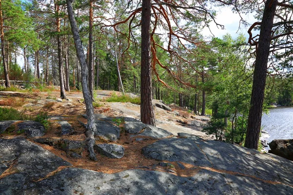 Schöne Aussicht Auf Die Natur Hohe Kiefern Der Felsigen Küste — Stockfoto