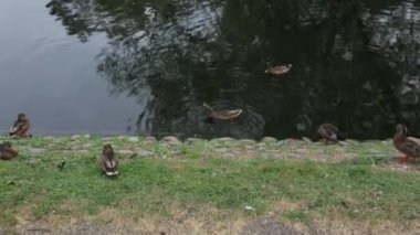 Grup ördek Nehri yakınında görünümünü kapatın. Kuşlar kavramı. Güzel doğa arka planları.