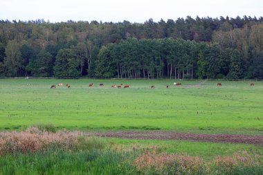 Doğa manzara güzel renkli görünümü gün batımından üzerinde. Arka plan üzerinde orman ağaçları ile Yeşil Mera üzerinde ineklerin grubudur. İsveç, Europe.