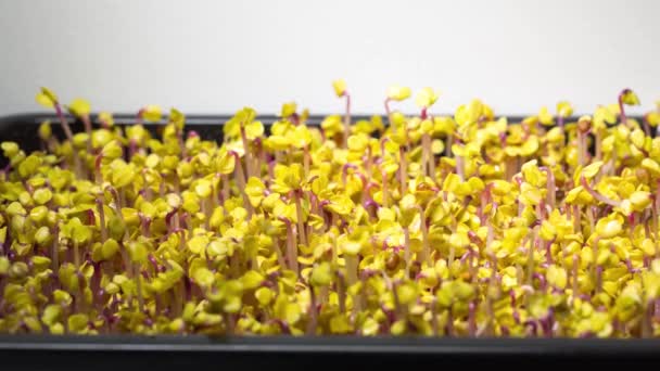 Коротка Плівка Показує Процес Вирощування Редькових Рослин Популярна Концепція Мікрозелені — стокове відео