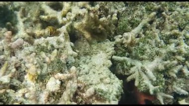 Muhteşem sualtı dünya görüşü. Ölü mercan resifleri, balıklar, deniz otu, beyaz kum ve turkuaz su. Hint Okyanusu, Dalış. Gerçek zamanlı Maldives.Underwater dünya.