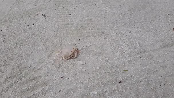 可爱的小沙滩蟹在沙滩上漫步 惊人的自然 马尔代夫 美丽的自然背景 — 图库视频影像