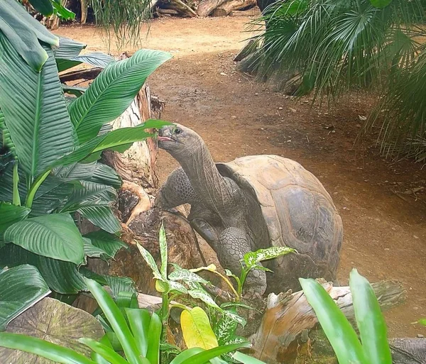 Närbild Bild Söt Sköldpadda Äter Blad Vacker Natur Bakgrunder — Stockfoto