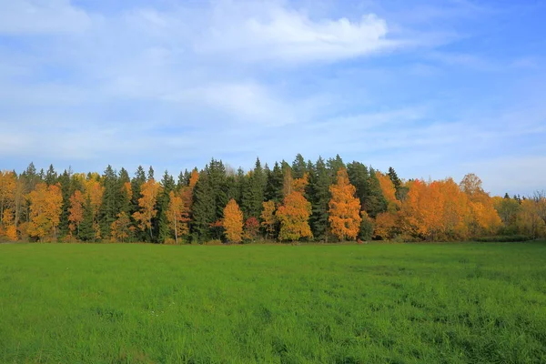 Прекрасний Краєвид Країни Осінній День Зелені Оранжеві Дерева Зелене Трав — стокове фото