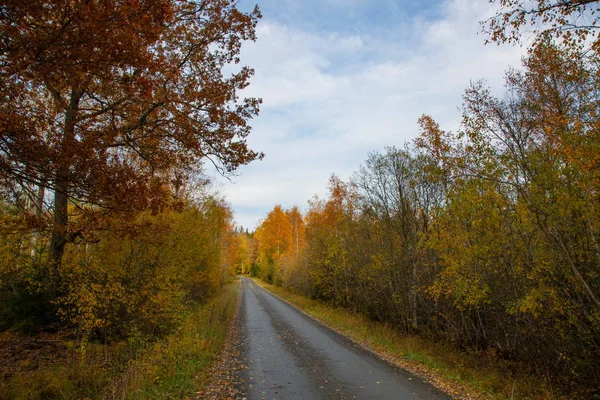 Чудовий Вид Дорогу Лісі Осінній Пейзаж Красиві Природні Фони — стокове фото