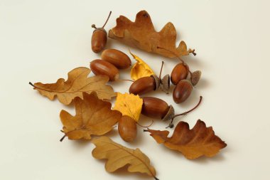 Kahverengi meşe yaprakları ve beyaz arka plan üzerinde izole fındık görünümünü kapatın. Renkli doğa arka planları / doku.