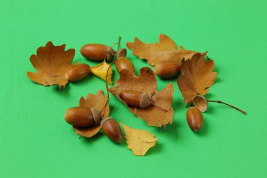 Kahverengi meşe yaprağı ve yeşil arka plan üzerinde izole fındık görünümünü kapatın. Renkli doğa arka planları / doku.