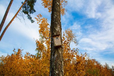 Ağaçtaki kuş evi manzarası yeşil sarı ağaçlar ve beyaz bulutlu mavi gökyüzü. Renkli doğa arkaplanları.