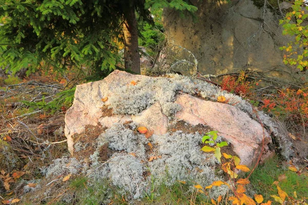 Vista Vicino Della Grande Roccia Nella Foresta Autunnale Bellissimi Sfondi — Foto Stock