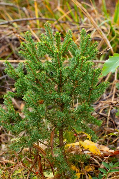 Nahaufnahme Der Niedlichen Kiefernpflanze Isoliert Schöne Natur Hintergründe — Stockfoto