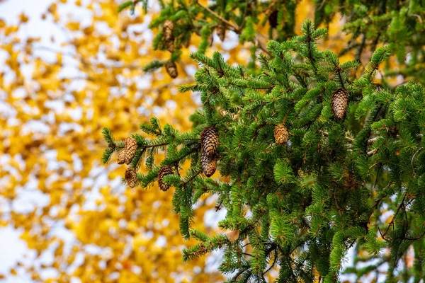 Närbild Visa Gröna Gren Furu Blad Träd Med Bruna Kottar — Stockfoto