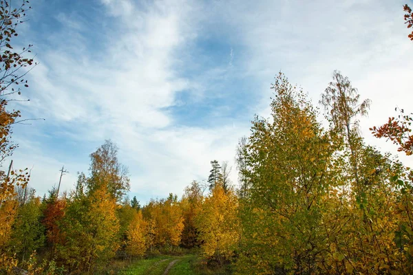 Дивовижний Вид Осінній Ліс Зеленими Оранжевими Деревами Блакитному Небі Фоном — стокове фото