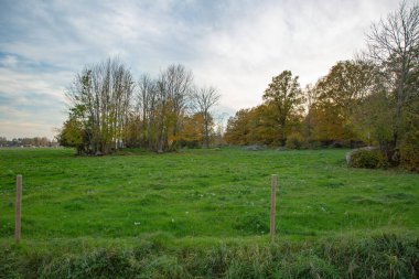 Yeşil hayvanlar üzerinde güzel manzara mera mavi gökyüzü ve arka plan üzerinde beyaz bulutlar. Kırsal manzara.