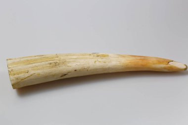 Gerçek Mors fang izole görünümünü kapatın. Güzel doğa arka planları.