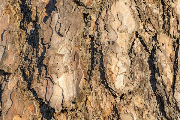 Όμορφη Κοντινή Όψη Του Φλοιού Πεύκου Pine Φλοιός Υφή Φόντο — Φωτογραφία Αρχείου