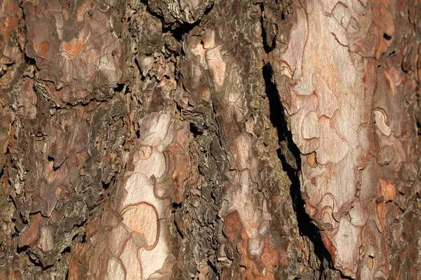 Όμορφη Κοντινή Όψη Του Φλοιού Πεύκου Pine Φλοιός Υφή Φόντο — Φωτογραφία Αρχείου