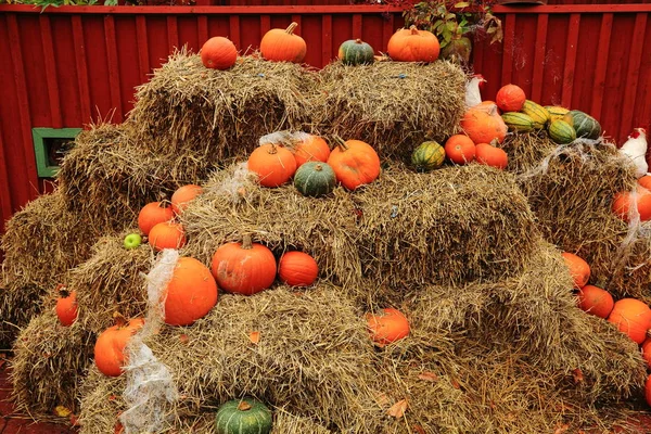 Lovely Pumpkin Decoration Halloween Park Traditional Decoration Halloween Halloween Backgrounds — Stock Photo, Image