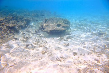 Mercan muhteşem sualtı görünümü. Hint Okyanusu, Maldivler'de snorkeling.