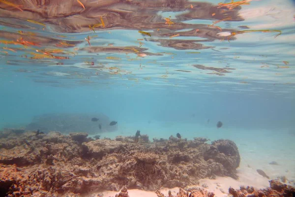 Υποβρύχια Προβολή Των Νεκρών Κοραλλιογενείς Ύφαλοι Και Όμορφη Ψάρια Κολύμβηση — Φωτογραφία Αρχείου