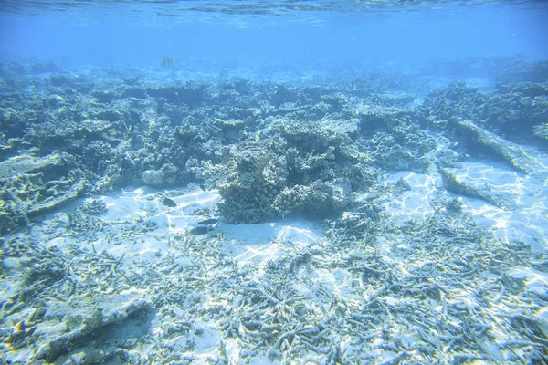 Snorkelen Schitterend Uitzicht Onderwaterwereld Dode Koraalriffen Zee Gras Witte Zand — Stockfoto