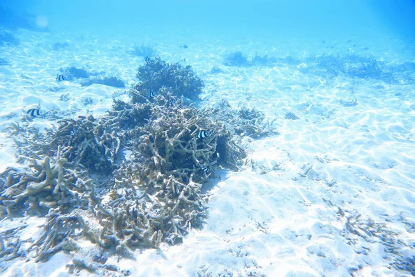 Onderwater Uitzicht Dode Koraalriffen Mooie Vissen Snorkelen Maldiven Indische Oceaan — Stockfoto