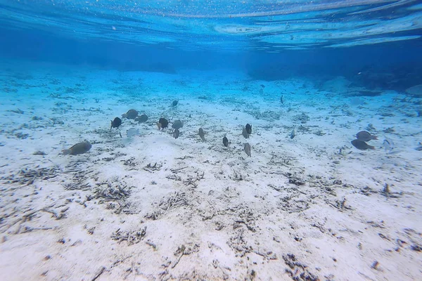 Beautiful underwater view during snorkeling, view of dead coral reefs and beautiful fishes Maldives, Indian Ocean. Beautiful nature background.