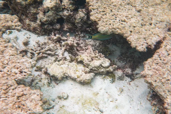 Bela Vista Mundo Subaquático Com Recifes Coral Mortos Água Azul — Fotografia de Stock