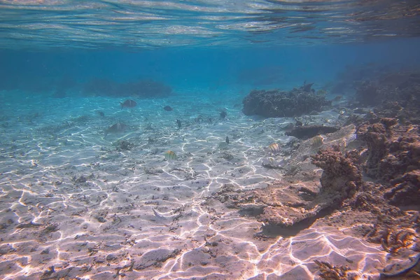 Vista Submarina Arrecifes Coral Muertos Hermosos Peces Snorkeling Maldivas Océano — Foto de Stock