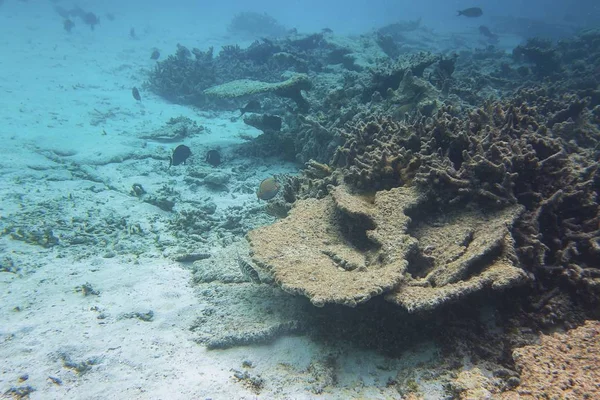 Herrlicher Blick Auf Die Unterwasserwelt Tote Korallenriffe Seegras Weißer Sand — Stockfoto