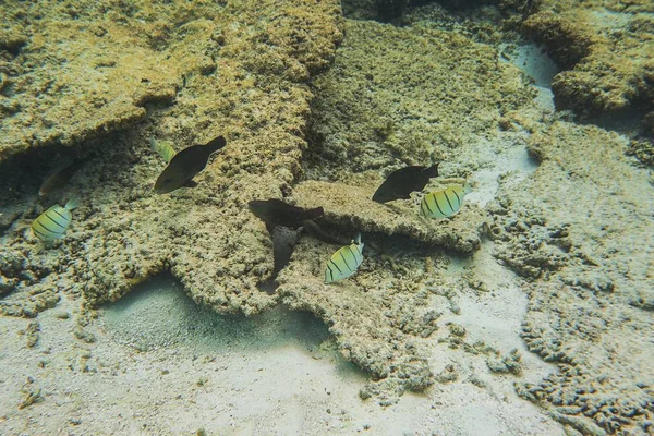 Wunderschöner Unterwasserblick Beim Schnorcheln Indischen Ozean Malediven — Stockfoto
