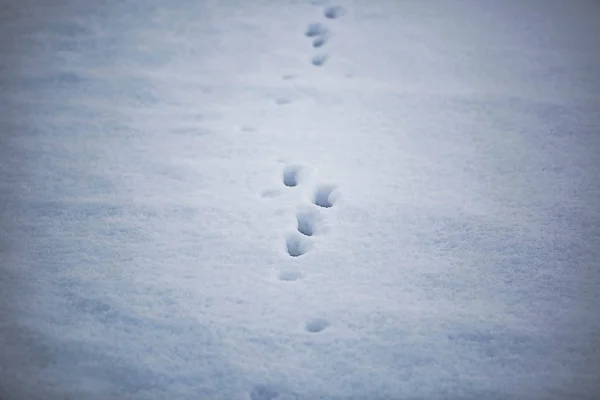 Traços Besta Neve Textura Gelada Fundo Inverno — Fotografia de Stock