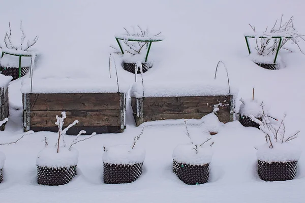 プラスチックの鉢のプライベート ガーデンの外観の豪華な冬景色 パレット カラーで成長しているイチゴは 雪で覆われています 冬の日 豪華な自然の背景 — ストック写真
