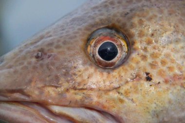 Balık gözü izole görünümünü kapatın. Güzel arka planlar.