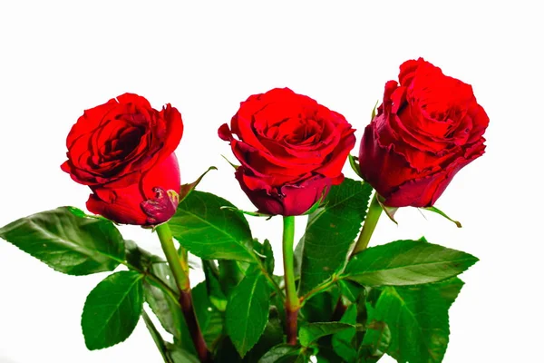 豪華な赤いバラを分離されたビューを閉じます 美しい背景 赤いバラの背景 バレンタインの日の背景 — ストック写真
