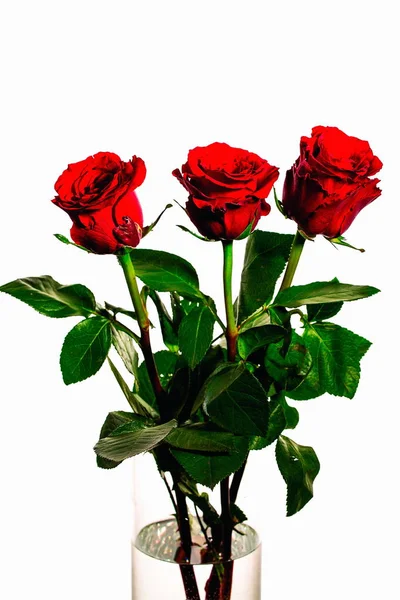 豪華な赤いバラを分離されたビューを閉じます 美しい背景 赤いバラの背景 バレンタインの日の背景 — ストック写真