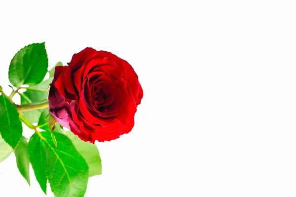 豪華な赤い薔薇すぐ分離されたビュー 美しい背景 赤いバラの背景 バレンタインの日の背景 大好きです — ストック写真