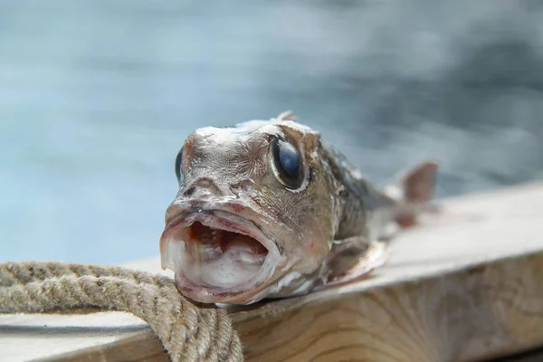 Close up view of isolated fresh weird fish on wooden table. Beautiful nature background.