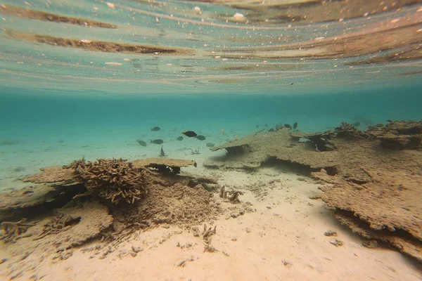 Nurkowanie Rurką Kolorowy Widok Podwodnego Świata Martwe Rafy Koralowe Trawa — Zdjęcie stockowe