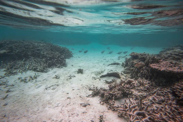 Muhteşem sualtı dünya görüşü. Snorkeling.Maldives, Hint Okyanusu. Ölü resif mercan ve mavi su güzel balıklar.