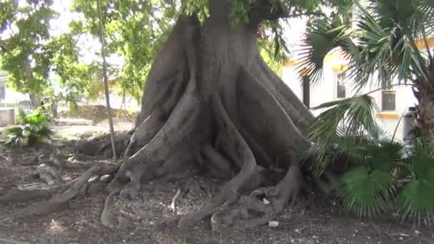 Prachtig Uitzicht Van Zeer Oude Grote Vijgenboom Van Wortels Naar — Stockvideo