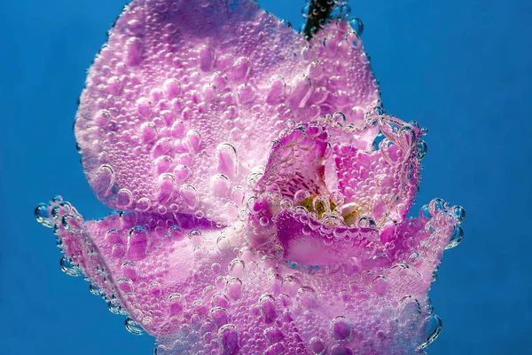 Bela Vista Perto Flor Orquídea Isoalted Água Lindos Fundos Natureza — Fotografia de Stock