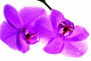 Yakın kadar izole görünümü o colorfulf orkide çiçekler çok güzel. Güzel doğa arka planları.