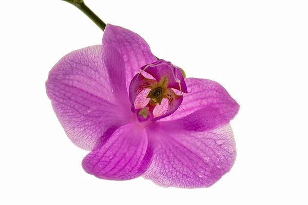 Όμορφη Στενή Άποψη Colorfulf Orchid Λουλούδια Απομονωμένη Όμορφη Φύση Φόντα — Φωτογραφία Αρχείου