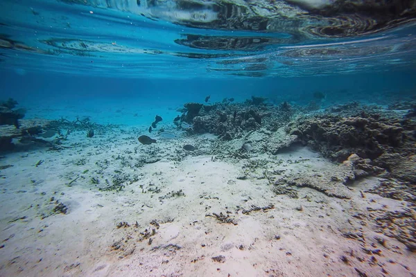 Widok Przepiękny Podwodny Świat Snorkeling Maldives Ocean Indyjski Martwe Reef — Zdjęcie stockowe