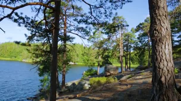 Schöne Aussicht Auf Die Naturlandschaft Vom Felsigen Waldhügel Hohe Bäume — Stockvideo