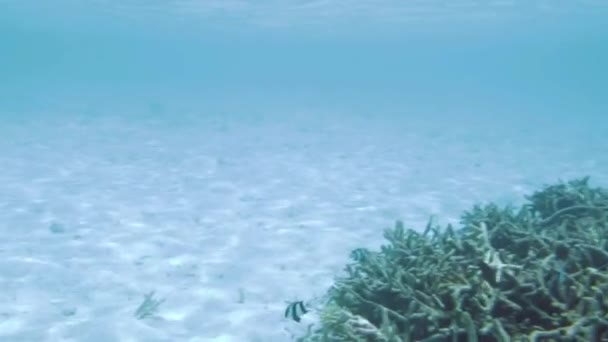 Vista Subaquática Recifes Coral Mortos Belos Peixes Snorkel Maldivas Oceano — Vídeo de Stock