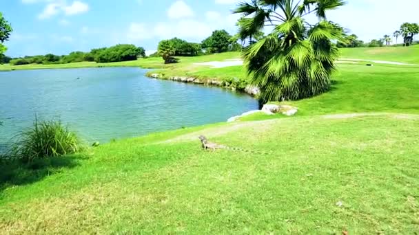 Csodálatos Táj Zöld Pálmafa Gyík Közelében Kék Háttér Aruba Gyönyörű — Stock videók