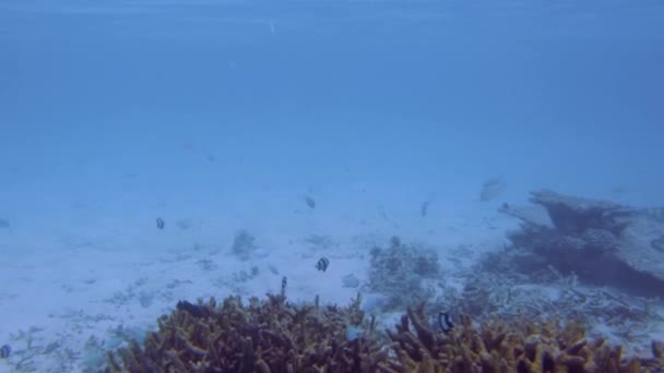 Вид Милую Рыбку Прячущуюся Кораллами Прыжки Маской Подводный Мир Индийского — стоковое видео